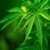 Marijuana Control Act of 2014 cannabis plant Wallpaper__yvt2